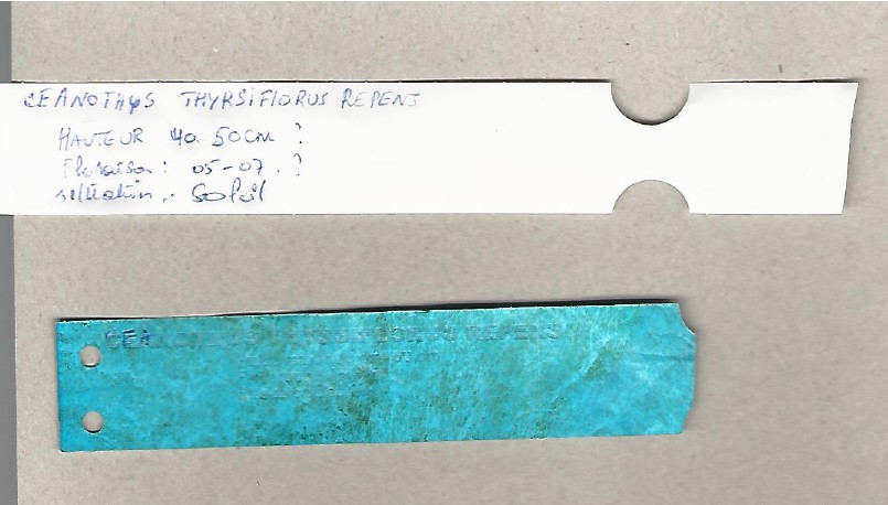 Ceanothus thyrsiflorus repens 0001.jpg